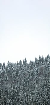Pine trees covered with snow on the mountain slopes. Conifers in winter. Beautiful winter photo