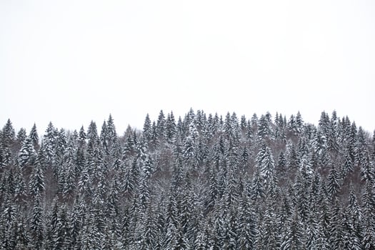 Pine trees covered with snow on the mountain slopes. Conifers in winter. Beautiful winter photo