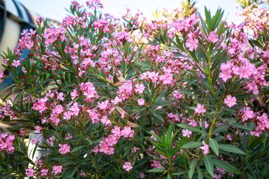 Oleander Flowers Bush Garden - Pink Oleander flowers blooming on a bush in a garden. photo