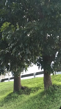 large trees and green leaves in the forest photo