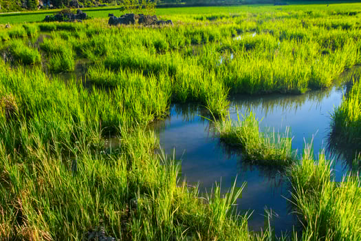Wild rice seeds and wetland water create beautiful textures photo