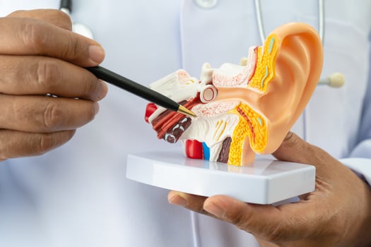 Asian doctor holding human ear model to learn and treat hearing loss in patient. photo