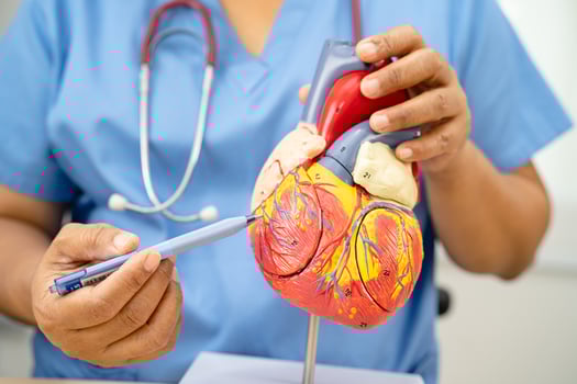 Cardiovascular disease CVD, Asian doctor holding human anatomy model for learn and treat heart disease. photo