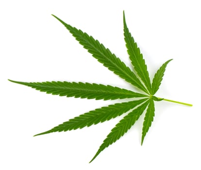 Marijuana leaf, green cannabis leaf isolated over white background. photo
