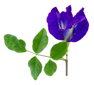 Close up of Butterfly pea flower isolated on a white background photo