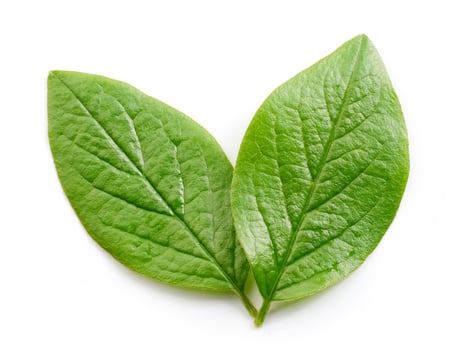 fresh green leaves photo