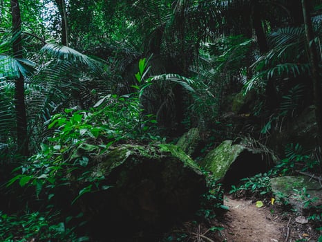 Tham Tarn Lod Noi Cave surrounded by lush green forest, nature trail at Chalerm Rattanakosin National Park, Kanchanaburi, Thailand. photo