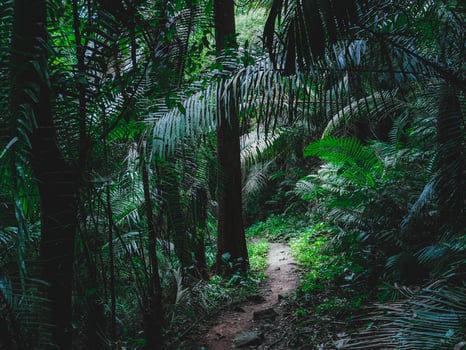 Tham Tarn Lod Noi Cave surrounded by lush green forest, nature trail at Chalerm Rattanakosin National Park, Kanchanaburi, Thailand. photo