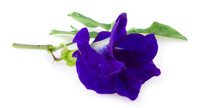 Close up of Butterfly pea flower isolated on a white background photo