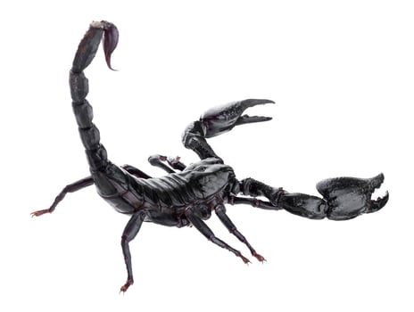 Black scorpions isolated on a white background photo