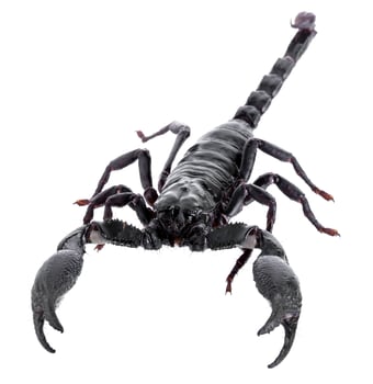 Black scorpions isolated on a white background photo