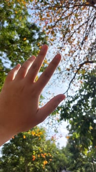 Bottom view of trees with blue sky background photo