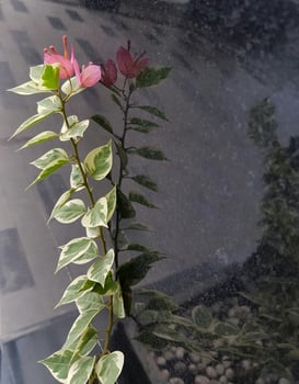 Red flower and green leave. natural flora. photo