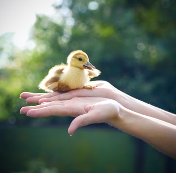 Woman holding yellow duckling outdoors photo