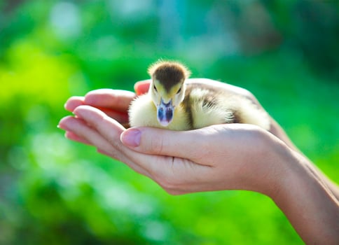 Woman holding yellow duckling outdoors photo