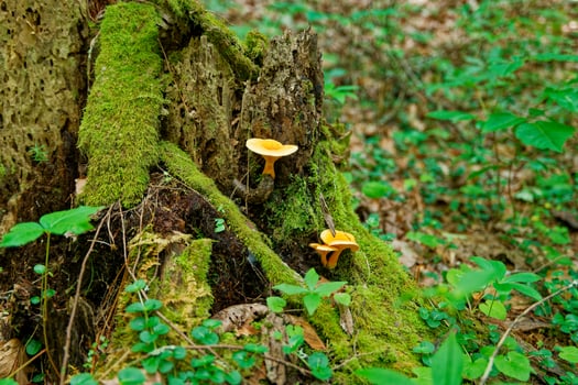 Mushrooms growing out of a stump photo