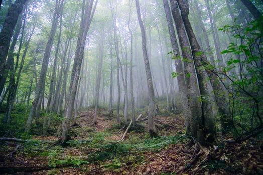 tree trunks in the fog. Forest photo