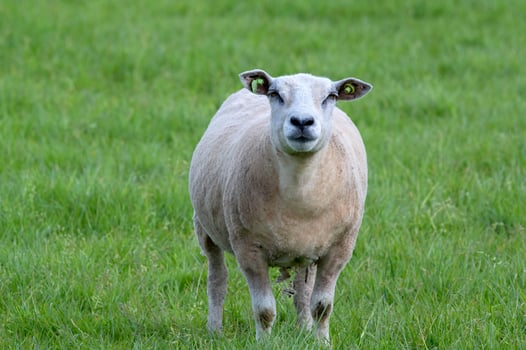 Sheep Looking At A Grassfield At Abcoude The Netherlands 5-5-2024 photo