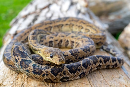 The snake Chilabothrus angulifer, - the Cuban boa and the Cuban tree boa. photo