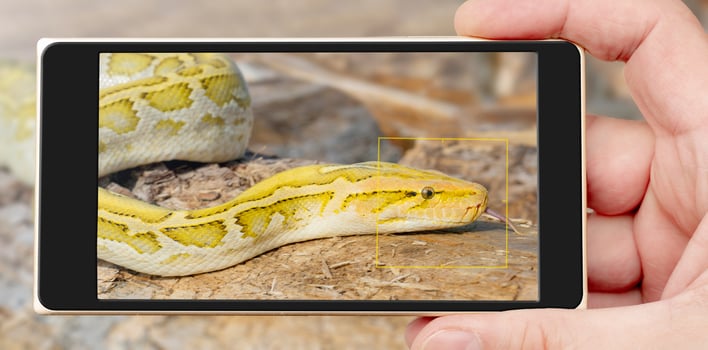 The albino Python molurus snake is a large non-venomous python. It is often a pet. photo