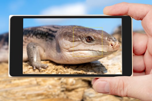blue-tongued skink - Tiliqua scincoides - blue-tongued lizard, common bluetongue. photo