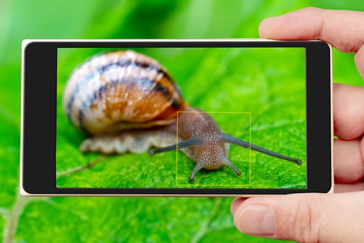 A gastropod mollusk snail with horns is crawling on a green leaf. photo