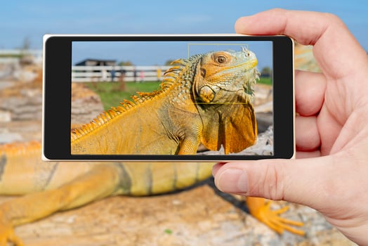 The common green iguana Iguana iguana, the American iguana, is a large, arboreal, herbivorous species. photo