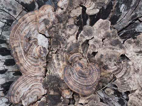 Mushrooms that grow on decaying logs photo