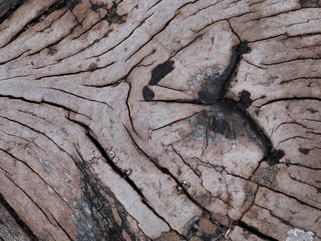 Mushrooms that grow on decaying logs photo