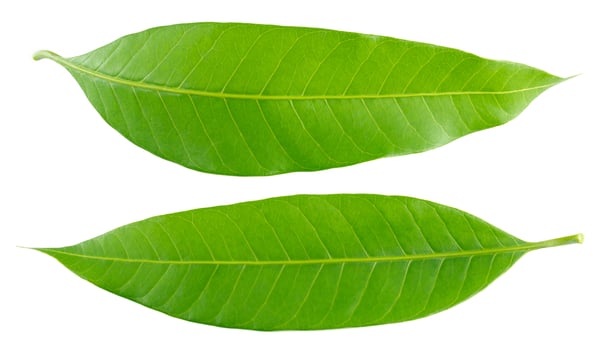 Green mango leaf isolated on white background photo