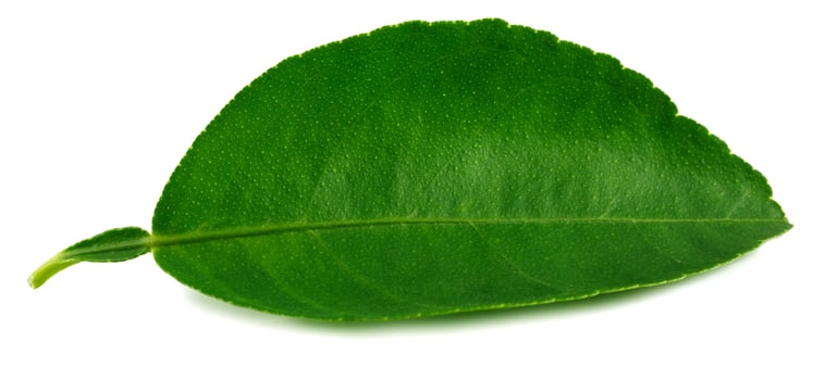 Citrus leaves isolated on a white background. photo