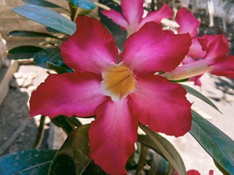 A pink flower with yellow center photo