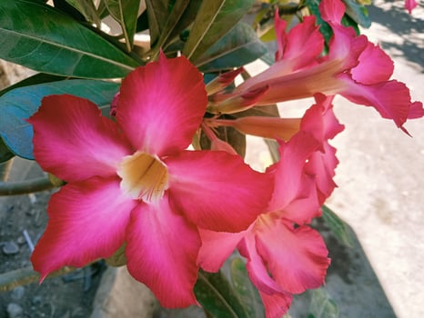 A flower with pink petals photo