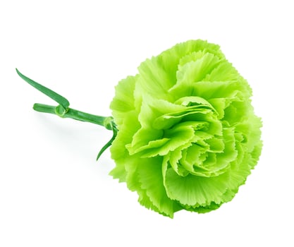 Green carnation isolated on white background photo