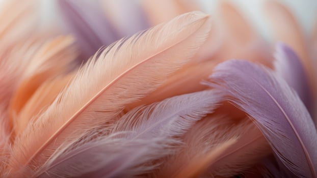 Close up of soft pink feathers blending light purple and orange colors. photo