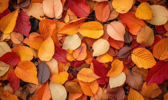 Autumn leaves layered on the ground, mixed colors of yellow, brown and red photo