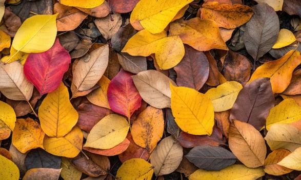 Autumn leaves layered on the ground, mixed colors of yellow, brown and red photo