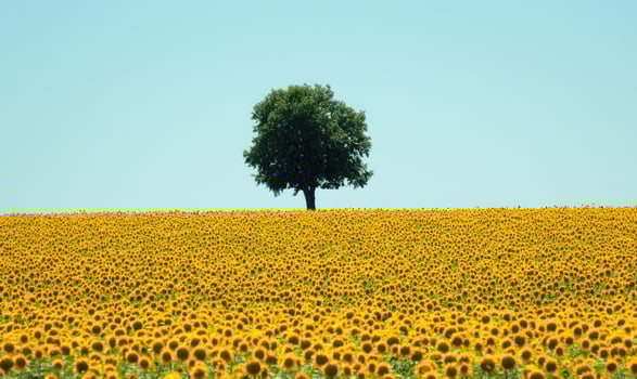 Sunflower field with a lone tree photo
