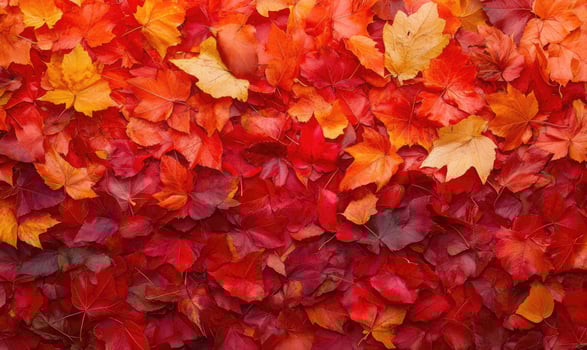 Autumn leaves background, red and gold maple leaves photo