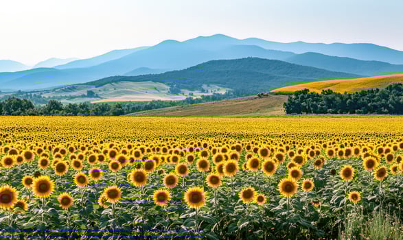 Rolling sunflower fields, golden waves, distant mountains photo