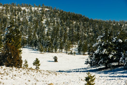 winter snow covered fir trees on mountainside on blue sky background photo