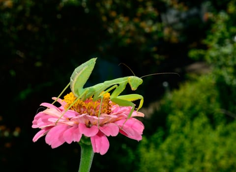 Hierodula transcaucasica - larva, young predatory insect catches its victims on a red flower photo