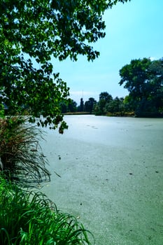 The serene landscape depicts a green lake with floating aquatic vegetation from Lemna and Wolffia, a park in Odessa photo