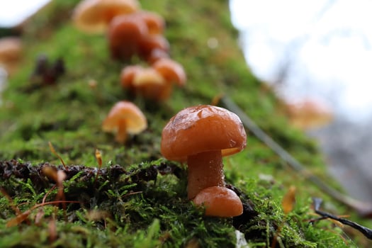 Flammulina velutipes in the winter forest, red mushrooms photo