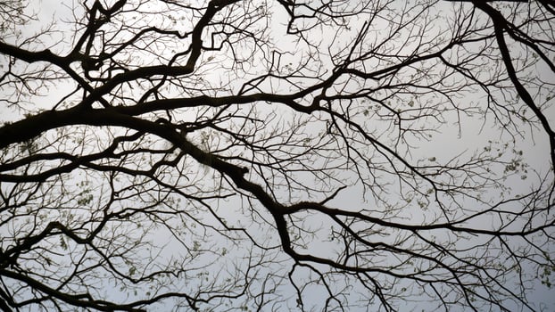 Silhouette of tree branches on sky background in winter season. Scary background. photo