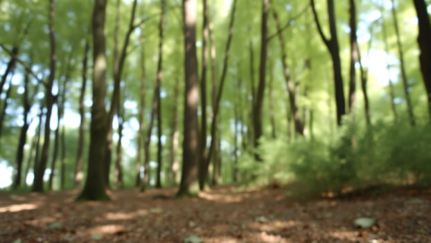 Blurred Forest Background photo