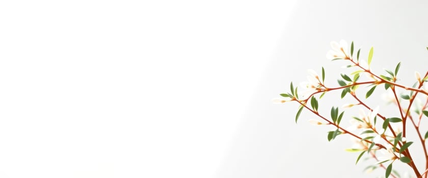 White Flowers on Green Branches with a White Background photo