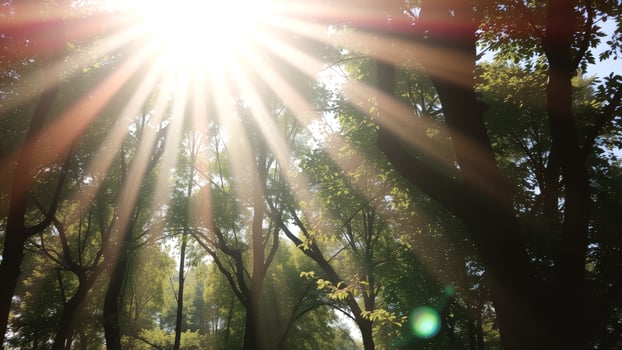 Sunlight Filtering Through Trees photo