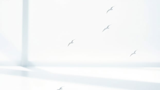 Birds in Flight Against a White Background photo