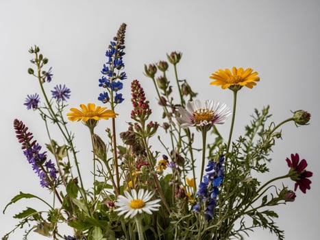 A Vibrant Arrangement of Wildflowers Against a Plain Background photo